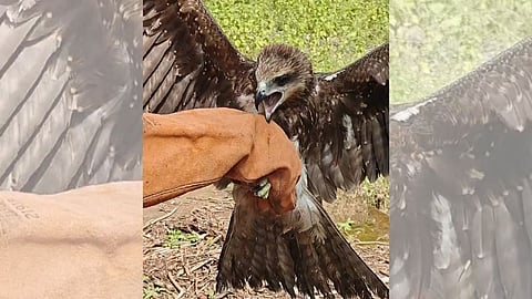 Black Kite Rescue: ब्लैक काइट पक्षी चील की एक दुर्लभ प्रजाति है। इसे हाल ही में नागपुर में गंभीर अवस्था में देखा गया। सूचना मिलते ही टीटीसी ने रेस्क्यू कर इसे जीवनदान दिया।
