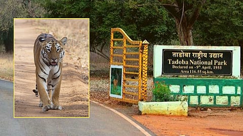 TADOBA-ANDHARI TIGER RESERVE