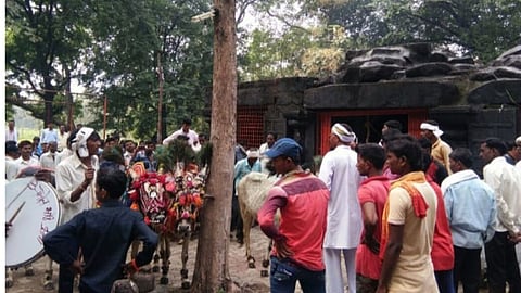 Yavatmal News: मारेगांव से लगभग सत्रह किलोमीटर की दूरी पर स्थित धार्मिक स्थल पांडवदेवी में हर साल दिवाली के दूसरे दिन पारंपरिक गाय-गोवर्धन उत्सव बड़ी श्रद्धा, भक्ति और उत्साह के साथ मनाया जाता है।