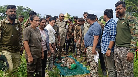 Forest Department Caught Leopard: चंद्रपुर जिले के सिंदेवाही में नर के बाद मादा तेंदुआ को वन विभाग ने पकड़ा। इसके बाद उसे सुरक्षित रूप से पिंजरे में बंद कर चंद्रपुर भेज दिया गया।