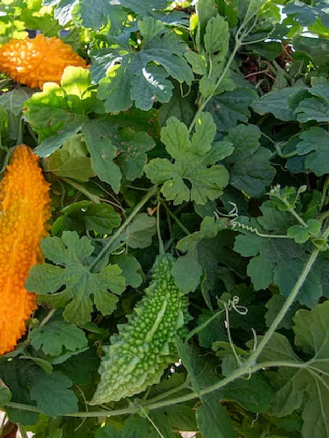 bitter gourd leaves benefits