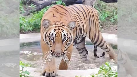 Tigress Durga Release Delay: बोर टाइगर प्रोजेक्ट के बफर क्षेत्र से रेस्क्यू की गई बाघिन ‘दुर्गा’ पूरी तरह स्वस्थ हो चुकी है, लेकिन अब भी अपने प्राकृतिक आवास में लौटने की प्रतीक्षा कर रही है।
