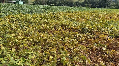 chandrapur-soybean-crop-destroyed-fake-seeds-rotavator