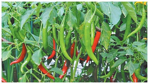 किसानों को मिर्च फसल का भारी उत्पादन