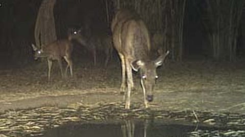gadchiroli-chamorshi-wildlife-hunting-electricity-off-trap-incident