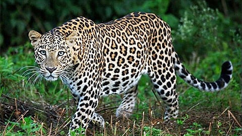 gondia-navegaonbandh-leopard-attacks-villages