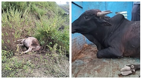 hinganghat-train-accident-seven-cows-dead-animal-rescue-team-alertness