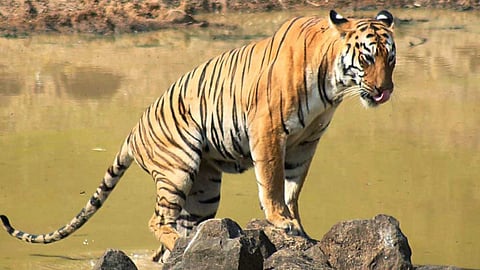 karnataka MM Hills