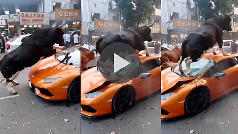 lamborghini-attacked-by-bulls-video-goes-viral