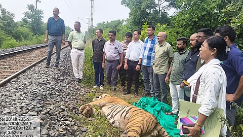 t40-tiger-death-ballarshah-gondia-railway-track
