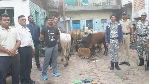 अकोला: ऑपरेशन ‘प्रहार’ के तहत रामदास पेठ पुलिस ने 18 गोवंशों को कराया मुक्त, आरोपी गिरफ्तार