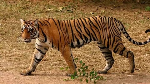 बाघ ने दो गायों का किया शिकार, ढोमनाढाना क्षेत्र की घटना