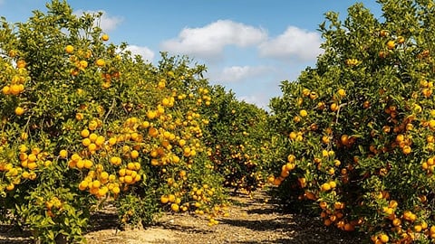 Amravati Orange Thief Gang Busted