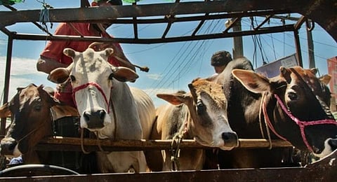 गौवंश तस्करी का पर्दाफाश