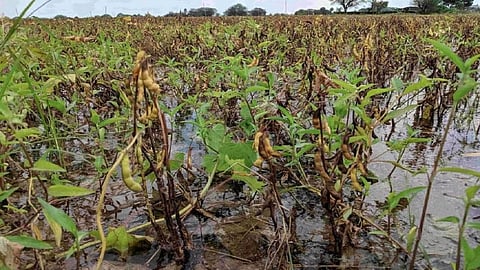 Destroyed Crops