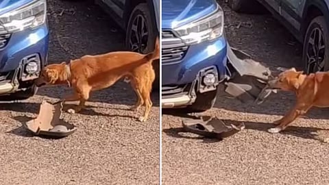 A viral video of a dog tearing a car bumper unexpectedly revealed the animal to be Chiku, a pet missing from Goa since January 2025.