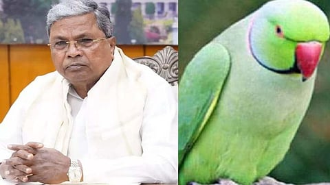 BJP mocks Congress for parrot prediction on whether Siddaramaiah will remain CM in Karnataka