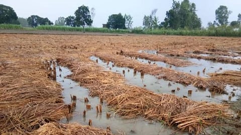Gondia Latest News: पिछले कुछ दिनों से जिले में बादल छाए रहने और बेमौसम बारिश के कारण कटी हुई धान की फसल और खेतों में खड़ी धान की फसल पानी में डूबी हुई है।