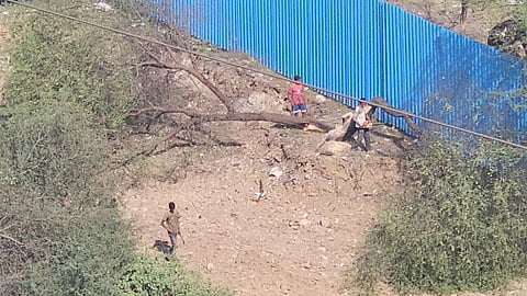 Mira Bhayandar Tree Cutting