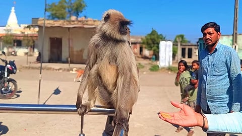 Monkey Cathcher Job