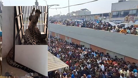 भांडेवाड़ी में तेंदुए ने मचाया उत्पात