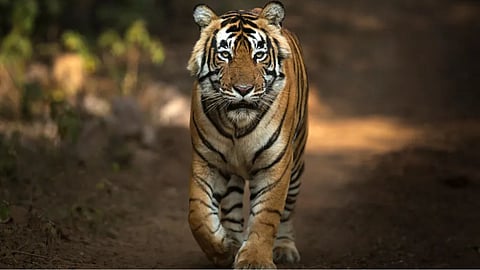 टाइगर प्रोजेक्ट विस्तार से ग्रामीणों में हड़कंप