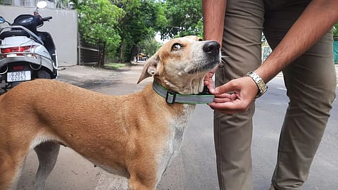 Stray Dogs Smart Chip