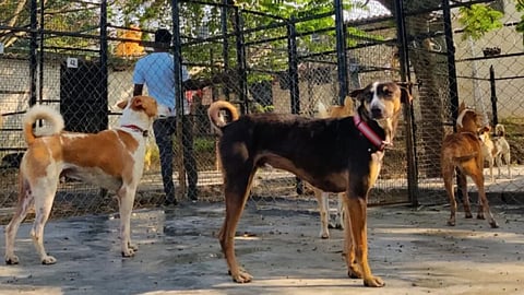 Stray Dogs