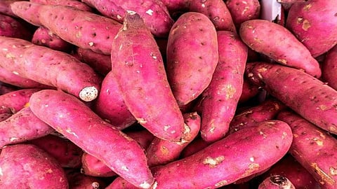 जानिए शकरकंद खाने के फायदे