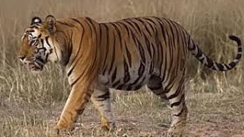 Chandrapur Latest News: गोंडपिपरी तहसील के चेकपिपरी और गणेशपिपरी इलाकों में पिछले हफ़्ते हुई दो भयावह घटनाओं ने पूरे तहसील को हिलाकर रख दिया है।