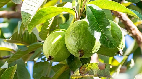 अमरूद, पपीता और संतरा है सेहत का प्राकृतिक खजाना