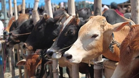 गोवंश तस्करी का पर्दाफाश,21 मवेशियों की बचाई गई जान