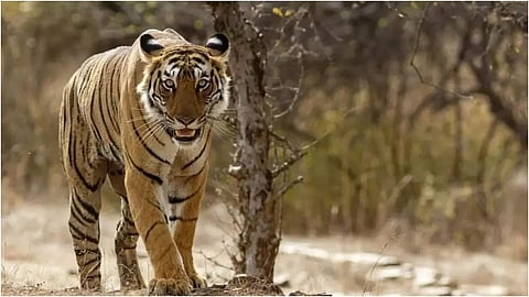 chandrapur-gondpipri-missing-tiger-villagers-fear-news