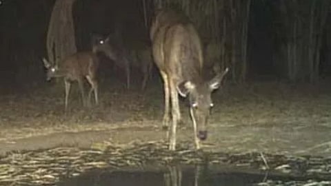 gadchiroli-chamorshi-wildlife-hunting-illegal-forest-department-action