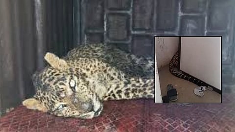 Bhandevadi Leopard News: नागपुर के भांडेवाड़ी इलाके में तेंदुआ एक घर के दूसरे माले तक पहुंचा, जिससे पूरे क्षेत्र में दहशत फैल गई। वन विभाग, पुलिस और बचाव दल का अभियान जारी है।