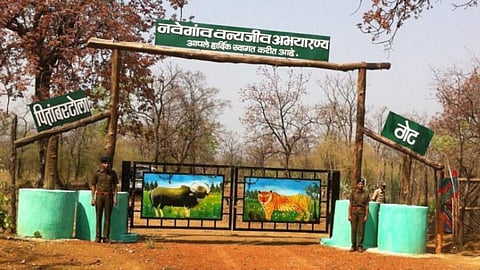 Navegaon Nagzira Tiger Reserve: नवेगांव-न्यू नागझिरा प्रकल्प का पीतांबरटोला गेट तेजी से सफारी हॉटस्पॉट बन रहा है। यहां तेंदुआ, हिरण, मोर और तितलियों के शानदार दर्शन पर्यटकों को आकर्षित कर रहे हैं।