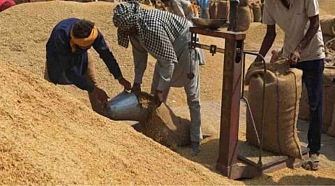 237 केंद्रों पर धान की सरकारी खरीद शुरू