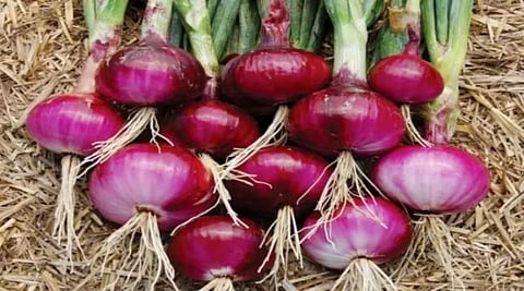 चेलका गांव के किसानों ने अपनाई आधुनिक तकनीक