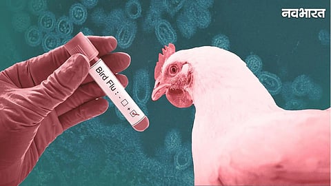Bird Flu Outbreak in Greater Tokyo: Japan to Cull 2.40 Lakh Chickens Amid H5N1 Fears