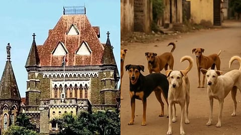 Bombay High Court On Feeding stray dogs