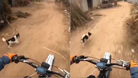 A dog runs to scare a biker, but runs for his life as the rider applies the brakes; video goes viral on social media.