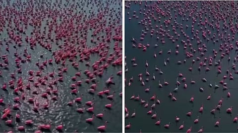 Millions of pink flamingos have transformed Rajasthan’s Sambhar Lake into a stunning spectacle, with the video going viral online.
