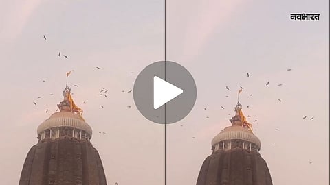 Jagannath Temple Eagle Viral Video