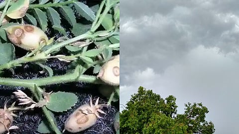 चना समेत कई फसलें प्रभावित, किसान परेशान