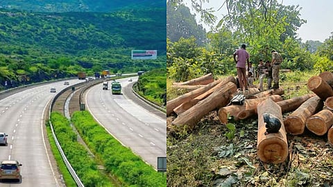 Samruddhi Highway, Illegal timber trafficking