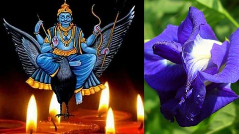 शनि की साढ़ेसाती और ढैया से छुटकारा चाहिए, तो शनिदेव को अर्पित करें पूजा में ये विशेष फूल
