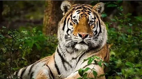 बाघ के बंदोबस्त के लिए 2 दिन का अल्टीमेटम