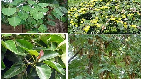 अगर आपके घर में हैं ये 5 पेड़-पौधे, तो है कंगाली का खतरा!
