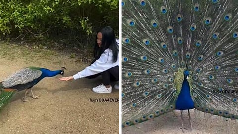 After eating grains from the girl's hand, the peacock thanked her with a beautiful, heartwarming dance.