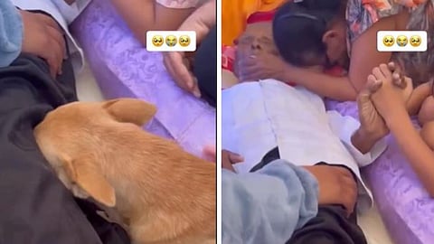 A viral video of a dog crying over its owner’s death has left social media deeply emotional.